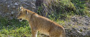 Preview wallpaper lion cub, cub, grass, animal