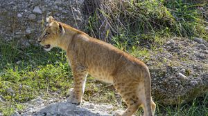 Preview wallpaper lion cub, cub, grass, animal