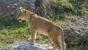 Preview wallpaper lion cub, cub, grass, animal