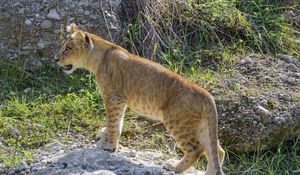 Preview wallpaper lion cub, cub, grass, animal