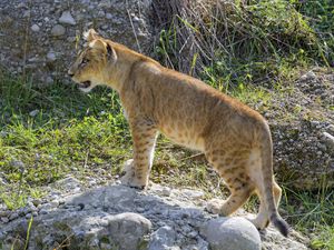 Preview wallpaper lion cub, cub, grass, animal