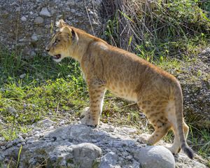 Preview wallpaper lion cub, cub, grass, animal