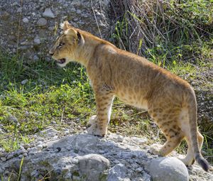 Preview wallpaper lion cub, cub, grass, animal