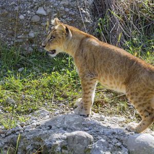 Preview wallpaper lion cub, cub, grass, animal