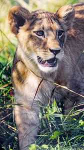 Preview wallpaper lion cub, cub, grass, predator, animal