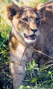 Preview wallpaper lion cub, cub, grass, predator, animal