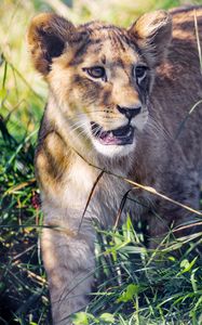 Preview wallpaper lion cub, cub, grass, predator, animal