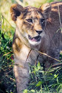 Preview wallpaper lion cub, cub, grass, predator, animal