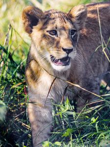 Preview wallpaper lion cub, cub, grass, predator, animal