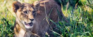 Preview wallpaper lion cub, cub, grass, predator, animal