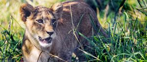 Preview wallpaper lion cub, cub, grass, predator, animal