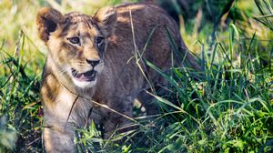 Preview wallpaper lion cub, cub, grass, predator, animal