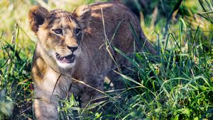 Preview wallpaper lion cub, cub, grass, predator, animal