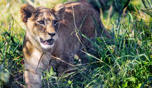 Preview wallpaper lion cub, cub, grass, predator, animal