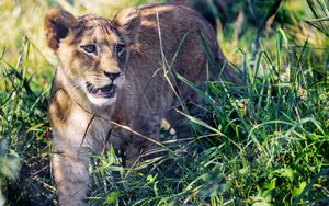 Preview wallpaper lion cub, cub, grass, predator, animal