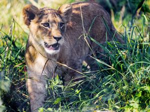 Preview wallpaper lion cub, cub, grass, predator, animal