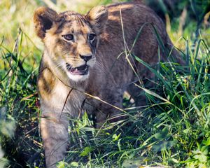 Preview wallpaper lion cub, cub, grass, predator, animal