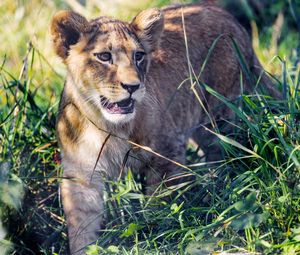 Preview wallpaper lion cub, cub, grass, predator, animal