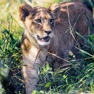 Preview wallpaper lion cub, cub, grass, predator, animal