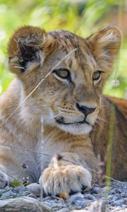 Preview wallpaper lion cub, cub, grass, predator, glance