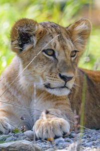 Preview wallpaper lion cub, cub, grass, predator, glance