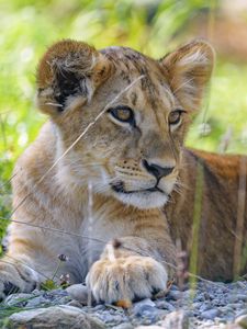 Preview wallpaper lion cub, cub, grass, predator, glance