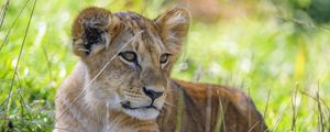 Preview wallpaper lion cub, cub, grass, predator, glance