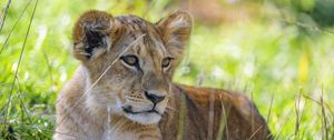 Preview wallpaper lion cub, cub, grass, predator, glance