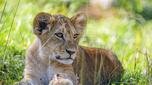 Preview wallpaper lion cub, cub, grass, predator, glance