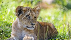 Preview wallpaper lion cub, cub, grass, predator, glance