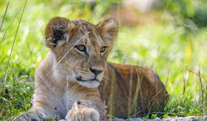 Preview wallpaper lion cub, cub, grass, predator, glance