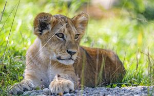 Preview wallpaper lion cub, cub, grass, predator, glance