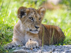 Preview wallpaper lion cub, cub, grass, predator, glance