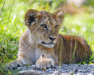 Preview wallpaper lion cub, cub, grass, predator, glance