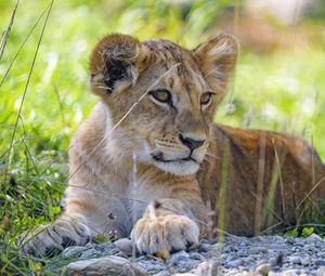 Preview wallpaper lion cub, cub, grass, predator, glance