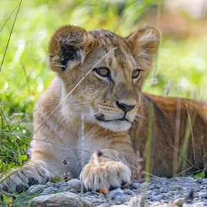 Preview wallpaper lion cub, cub, grass, predator, glance