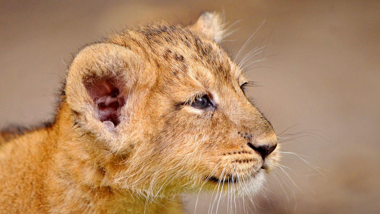 Wallpaper lion cub, cub, muzzle, good