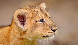 Preview wallpaper lion cub, cub, muzzle, good