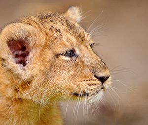 Preview wallpaper lion cub, cub, muzzle, good