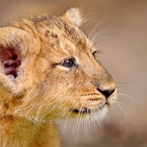Preview wallpaper lion cub, cub, muzzle, good