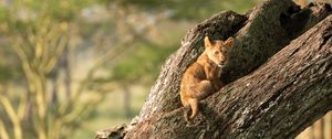 Preview wallpaper lion, cub, cute, tree