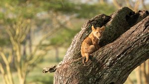 Preview wallpaper lion, cub, cute, tree