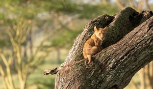 Preview wallpaper lion, cub, cute, tree
