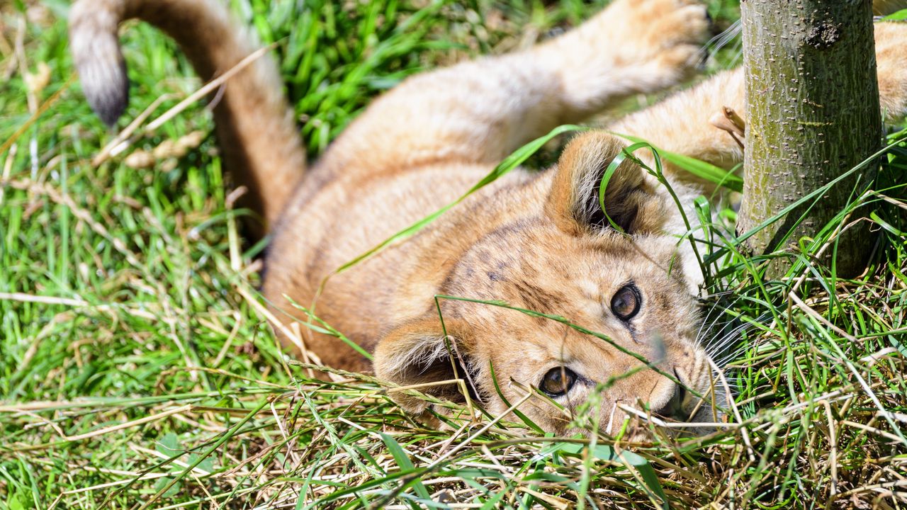 Wallpaper lion, cub, cute, grass