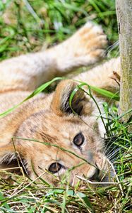 Preview wallpaper lion, cub, cute, grass