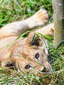 Preview wallpaper lion, cub, cute, grass