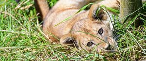 Preview wallpaper lion, cub, cute, grass