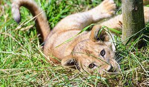 Preview wallpaper lion, cub, cute, grass