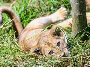 Preview wallpaper lion, cub, cute, grass
