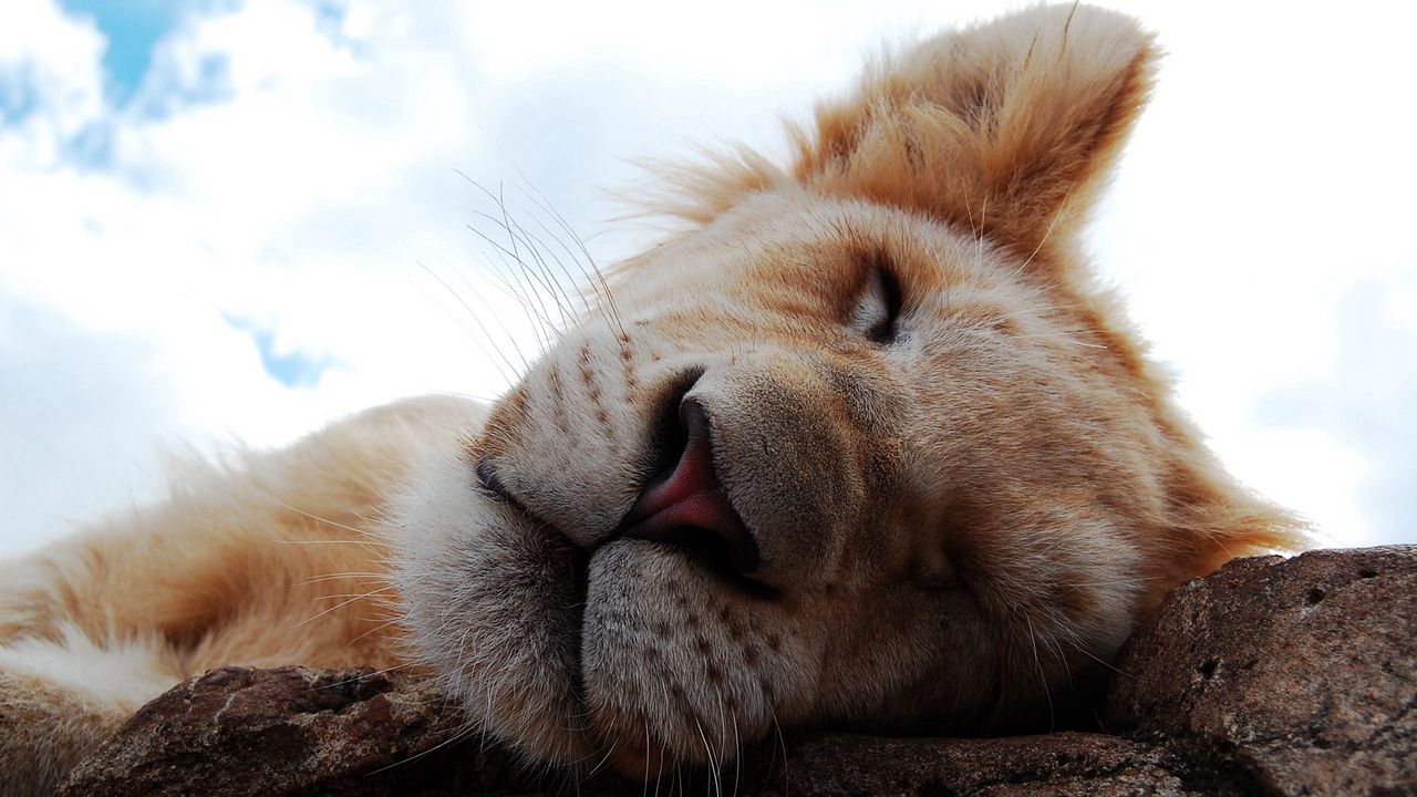 Wallpaper lion cub, dream, face, nose